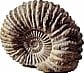 Ammonite Herps